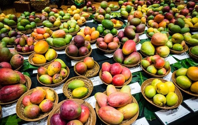 International Mango Festival