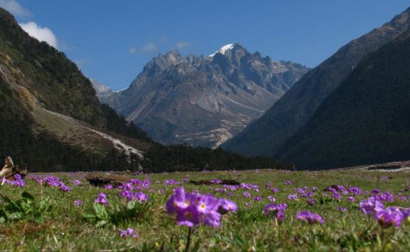 Yumthang Valley