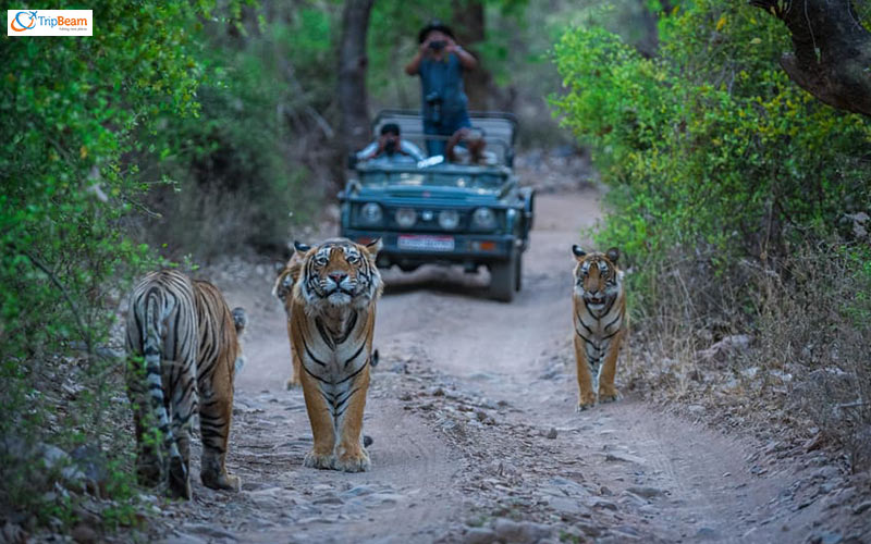 Route to Ranthambore