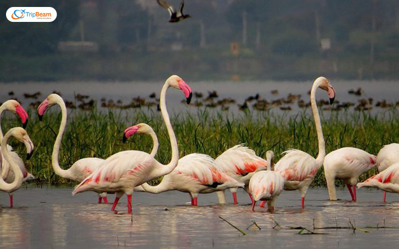 Bhigwan Bird Sanctuary Maharashtra