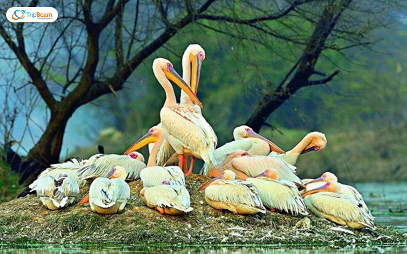 Kumarakom Bird Sanctuary Kerala