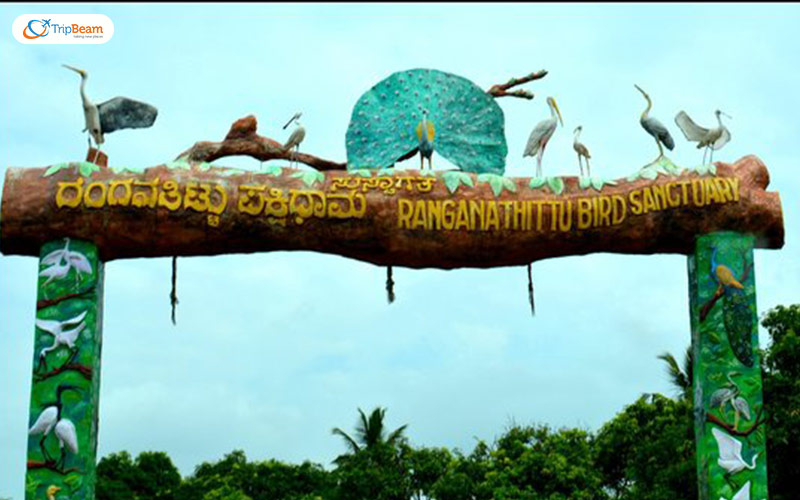 Ranganathittu Bird Sanctuary Karnataka