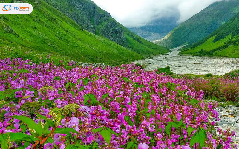 The enchanting flower valley of Panikhar