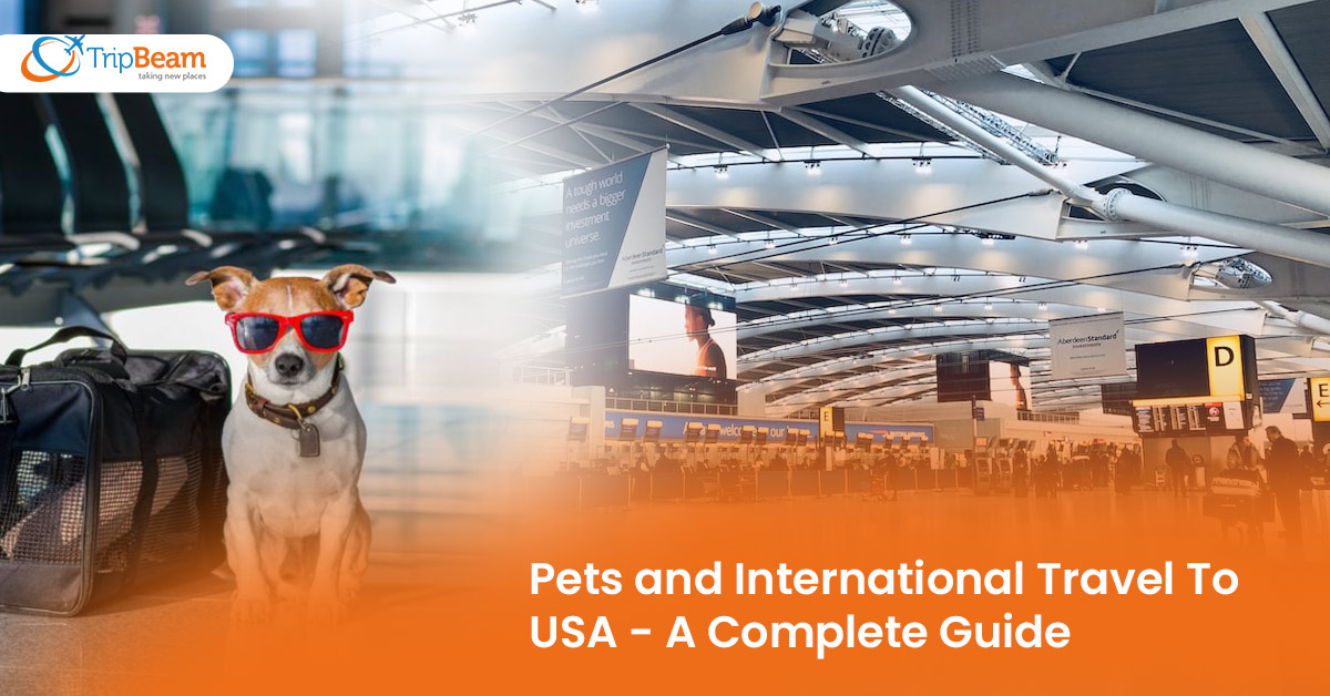 Pets and International Travel To USA – A Complete Guide