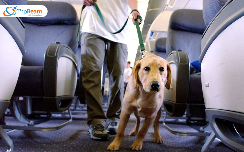 Traveling with a Service Pet