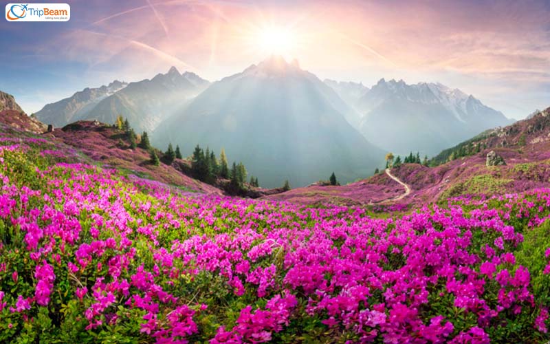 The Flower Valley