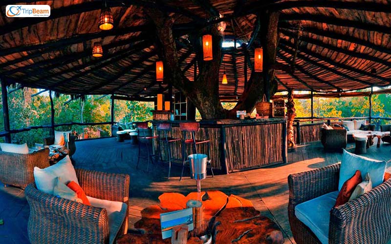 Treehouse Hideaway @Madhya Pradesh