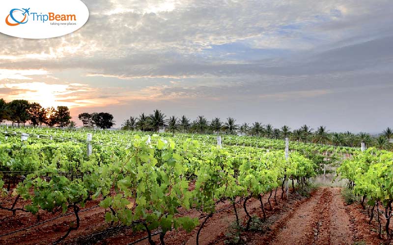 Grover Zampa Vineyard Nandi Hills