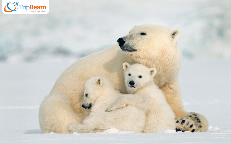 Polar Bears of Churchill Manitoba