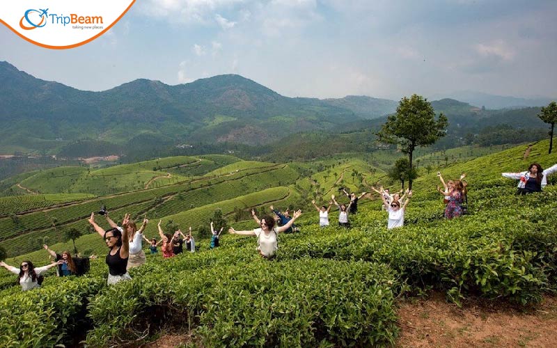 Tea plantations of Munnar Kerala