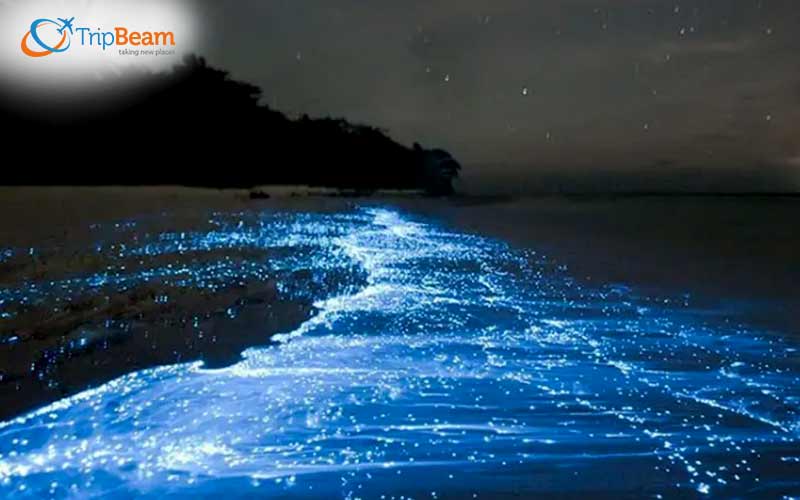 Cherish the Phytoplankton Season in Gokarna