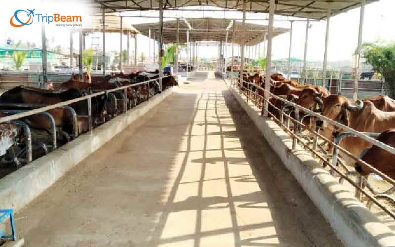 Dairy Tourism Dairy Tourism