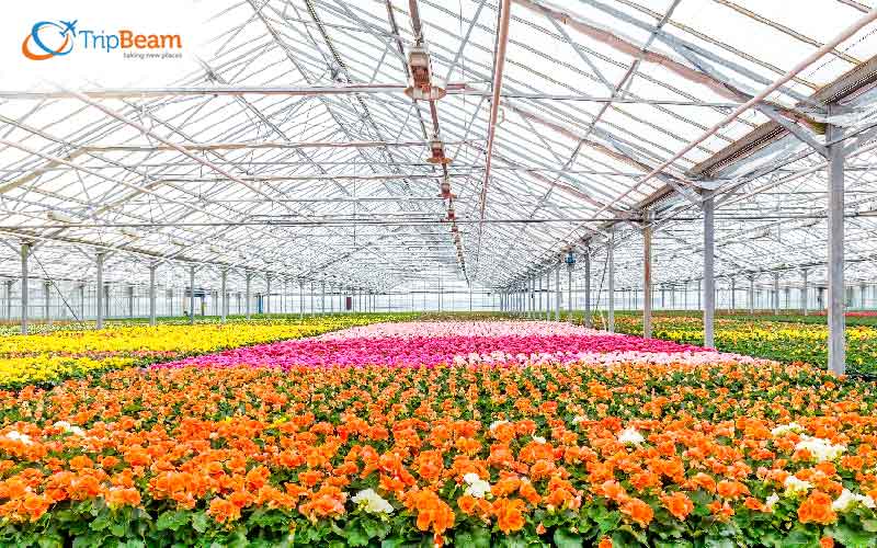 Floriculture Floriculture