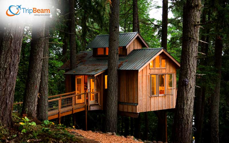 Live in a Treehouse
