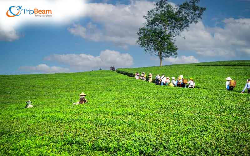 Tea Tourism Tea Tourism