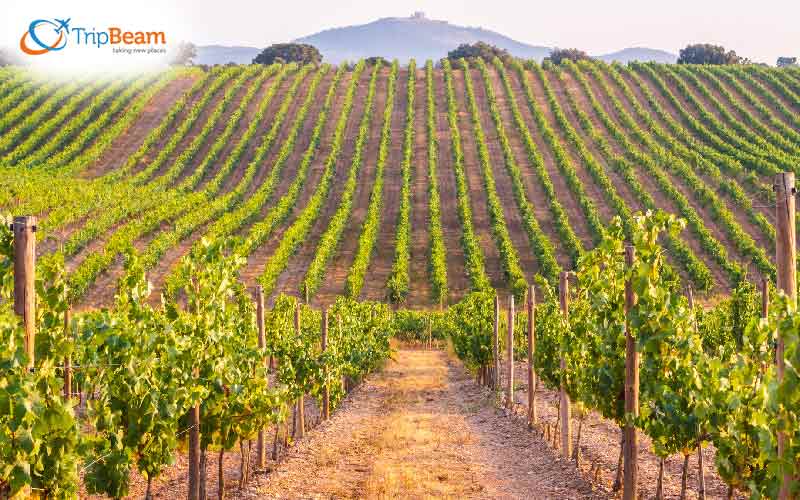 Wine Tourism Wine Tourism