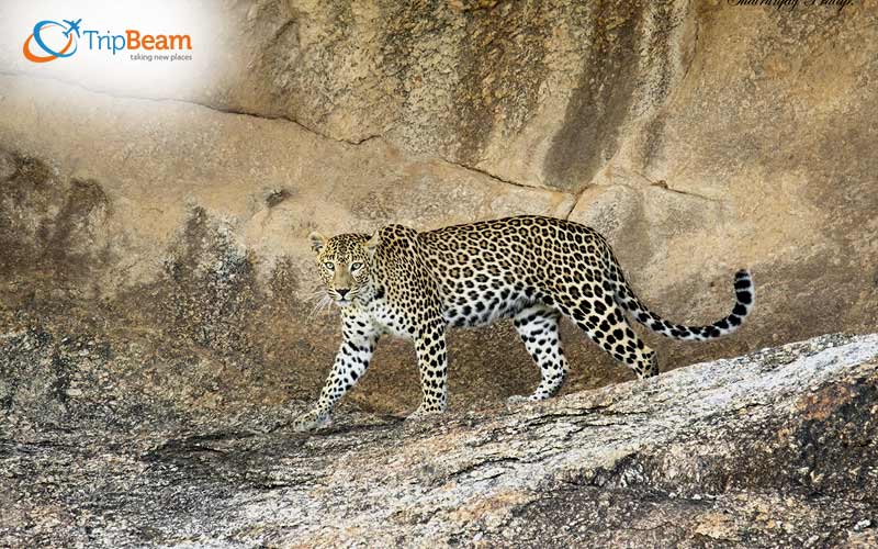 Witness a Leopard in Bera Rajasthan
