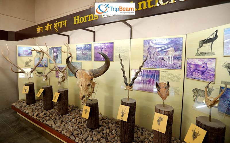 Kanha Museum Kanha National Park