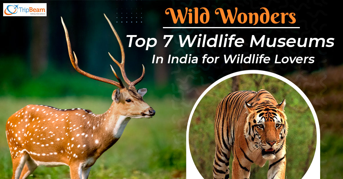 Wild Wonders: Top 7 Wildlife Museums In India for Wildlife Lovers