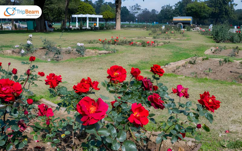 Zakir Hussain Rose Garden