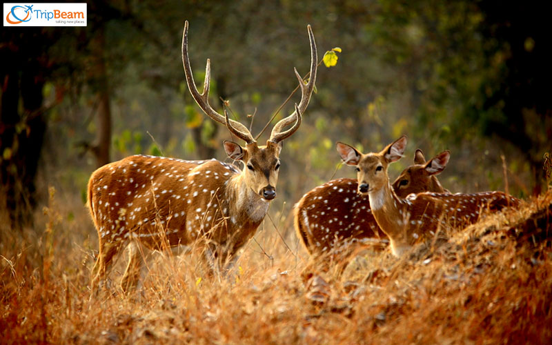Panna National Park