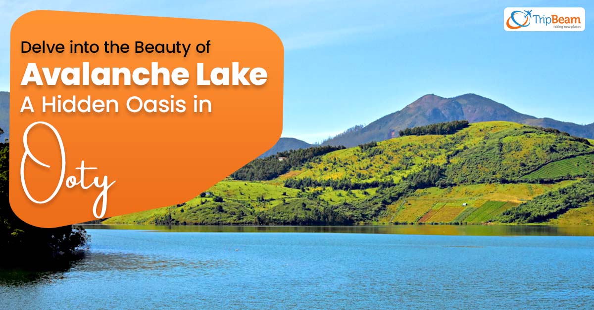 Delve into the Beauty of Avalanche Lake: A Hidden Oasis in Ooty