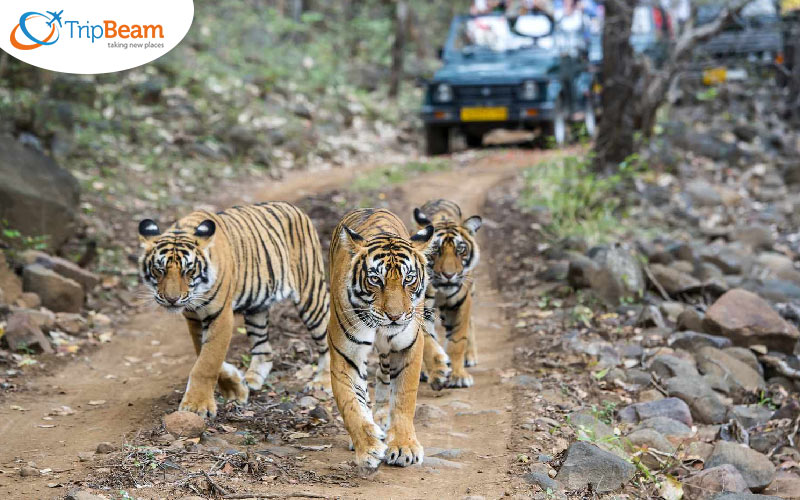Ranthambore National Park – Witness Tigers