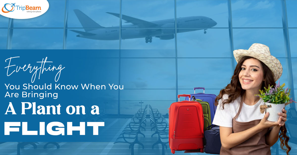 Everything You Should Know When You Are Bringing A Plant On A Flight